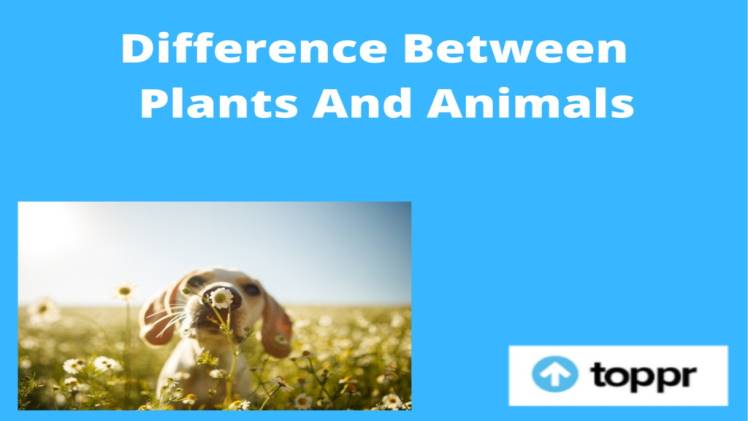 The Composition and Comparison of Plants and Animal Body